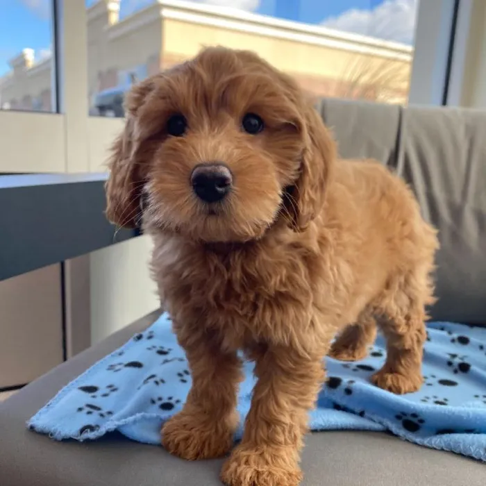 Female Mini Goldendoodle 2Nd Gen puppy named Dorothy for sale at Waggles Charlotte.