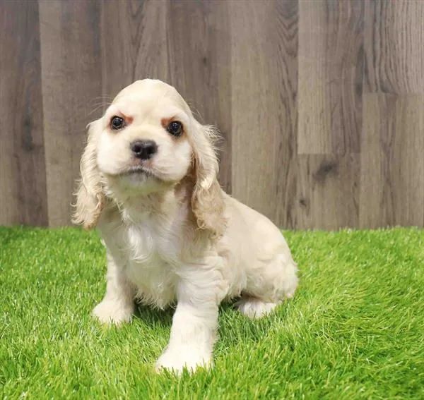 Male Cocker Spaniel puppy named Hunter for sale at Waggles Charlotte.