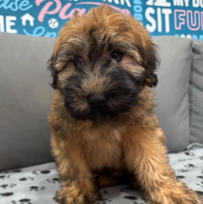 Male Soft Coated Wheaten Terrier puppy named Phillip for sale at Waggles Charlotte.