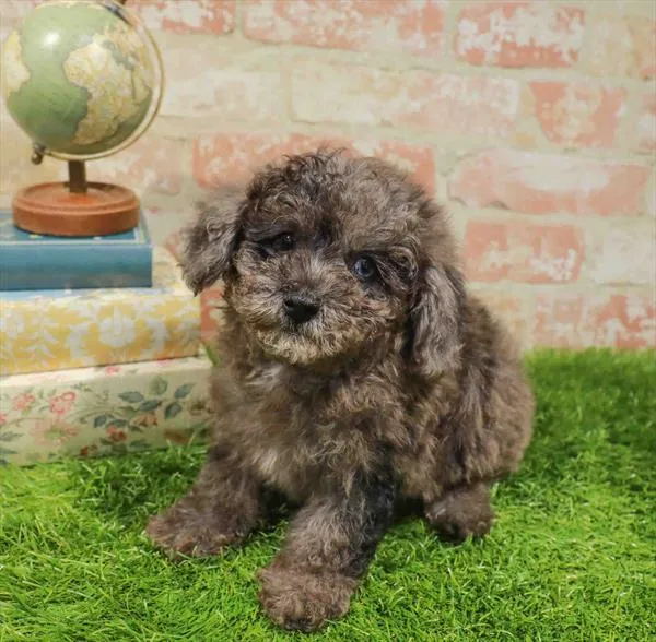 Male Mini Poodle puppy named Frederick for sale at Waggles Charlotte.