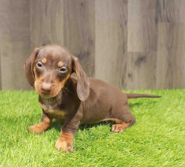 Male Dachshund puppy named Norman for sale at Waggles Charlotte.