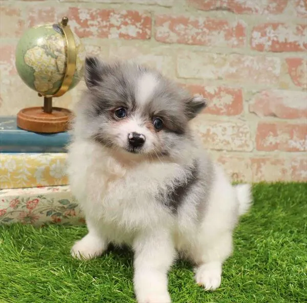 Male Pomeranian puppy named Zeus for sale at Waggles Charlotte.