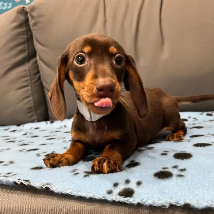 Male Dachshund puppy named Norman for sale at Waggles Charlotte.