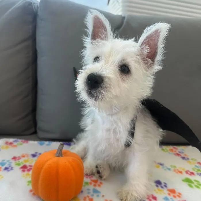 Male West Highland White Terrier puppy named Sherman for sale at Waggles Charlotte.