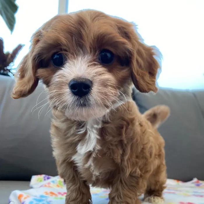 Male Cavapoo puppy named Jeremy for sale at Waggles Charlotte.