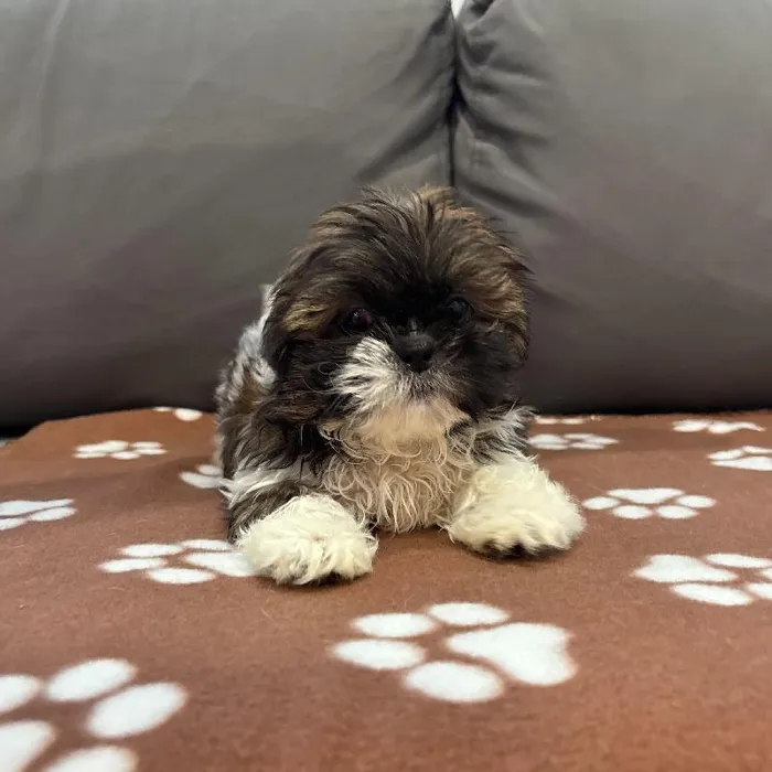 Female Shih Tzu puppy named Nancy for sale at Waggles Charlotte.