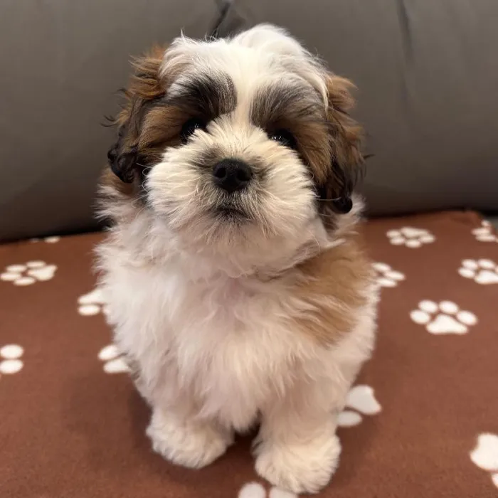 Female Teddy Bear puppy named Deliliah for sale at Waggles Charlotte.