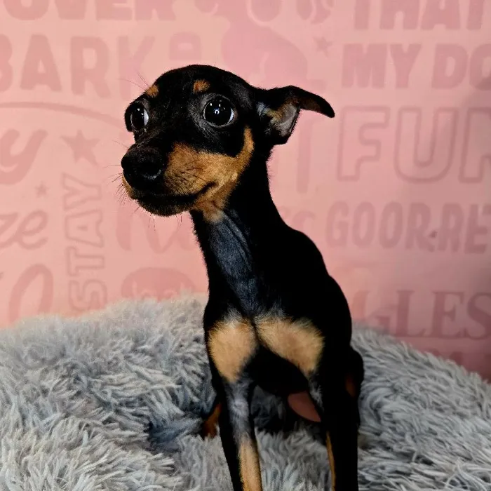 Female Min Pin puppy named Rose for sale at Waggles Raleigh.