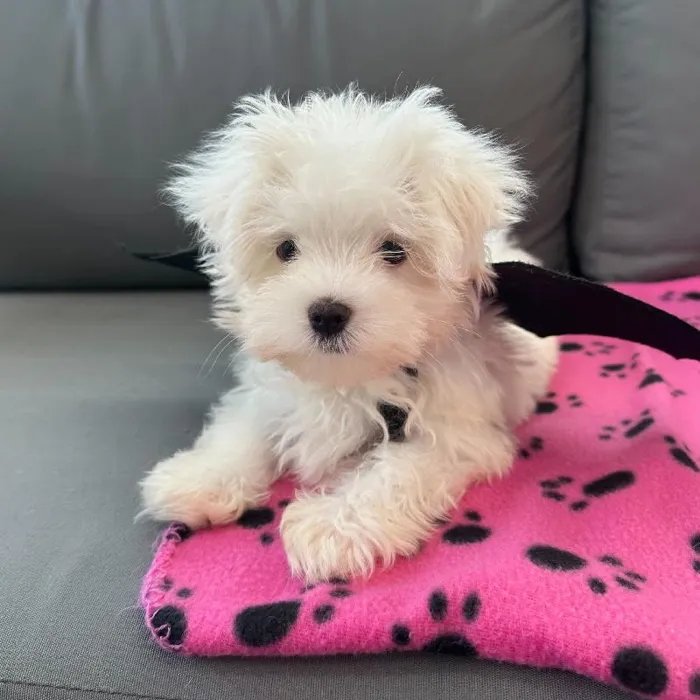 Male Maltese puppy named Nigel for sale at Waggles Charlotte.