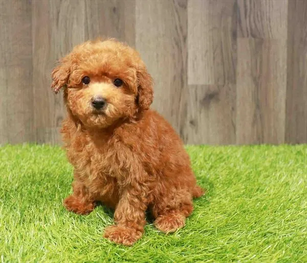 Female Poodle puppy named Jessie for sale at Waggles Charlotte.