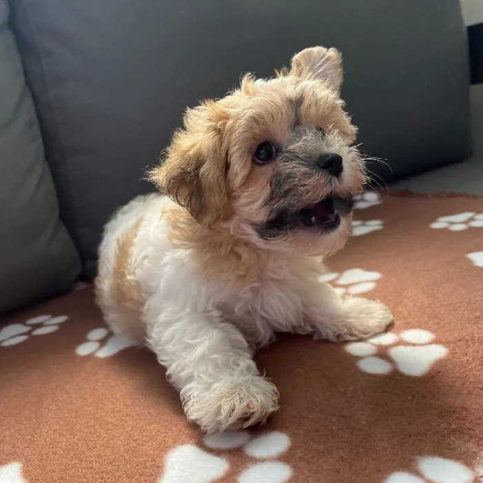 Male Yochon puppy named Asher for sale at Waggles Charlotte.