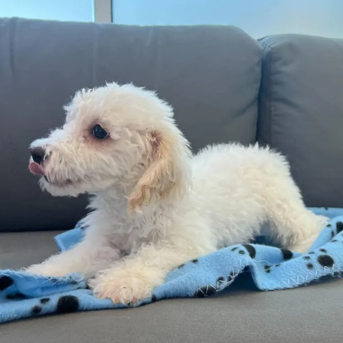 Female Poodle puppy named Taylor for sale at Waggles Charlotte.