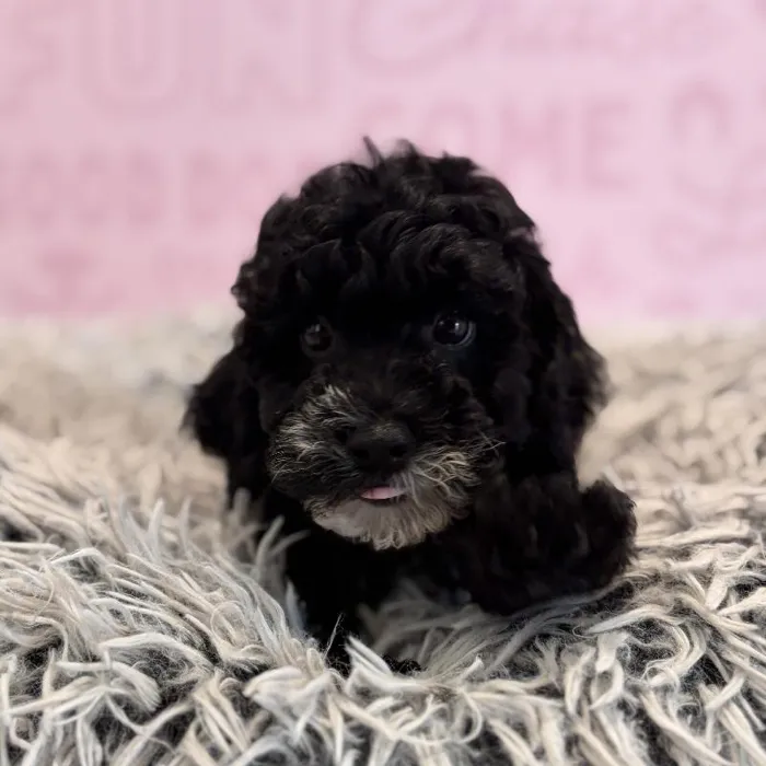 Male Mini Poodle puppy named Hector for sale at Waggles Greensboro.