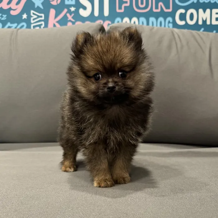 Male Pomeranian puppy named Ozzy for sale at Waggles Charlotte.