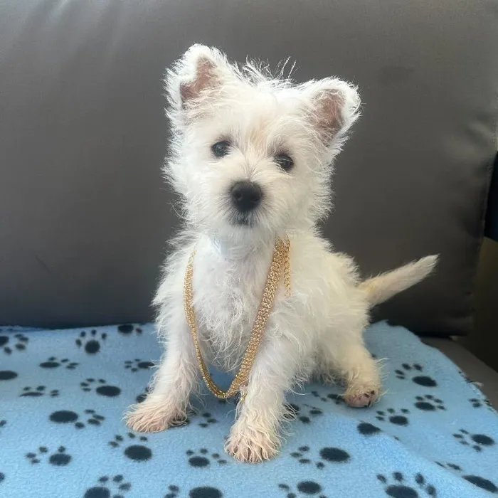 Female West Highland White Terrier puppy named Eliza for sale at Waggles Charlotte.