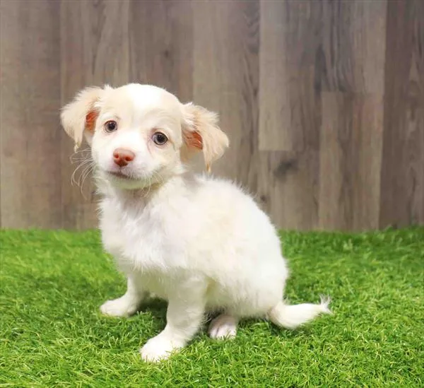 Male Chihuahua puppy named Tito for sale at Waggles Greensboro.
