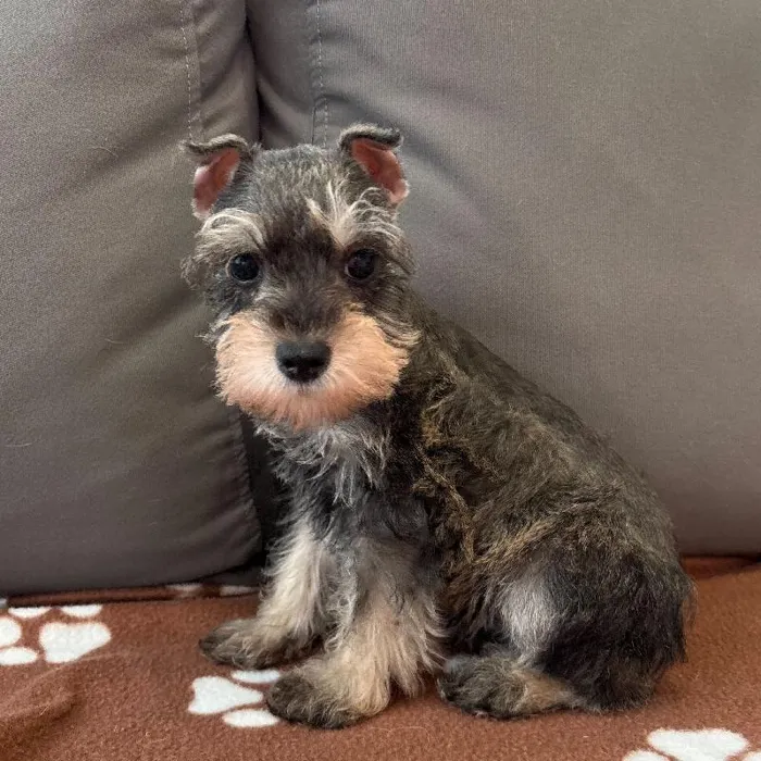 Male Mini Schnauzer puppy named Portland for sale at Waggles Charlotte.