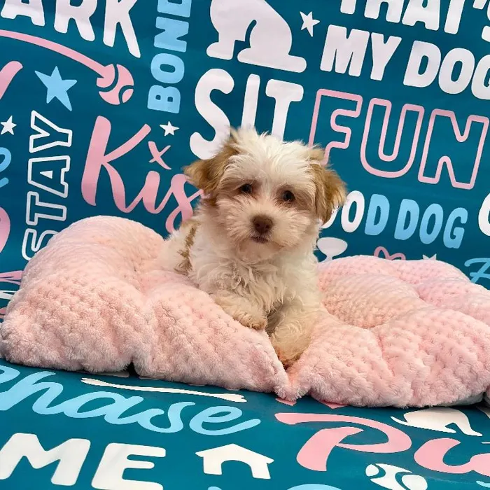 Female Havanese puppy named Ember for sale at Waggles Charlotte.