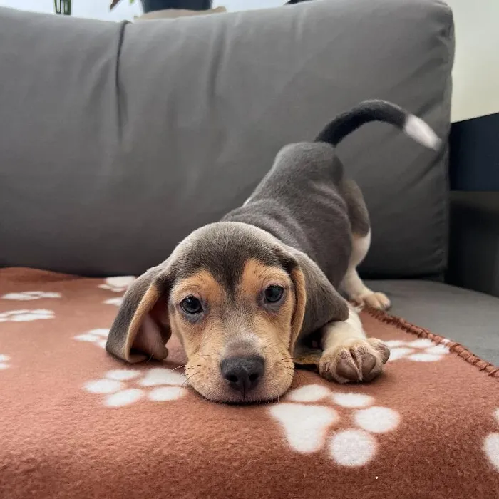 Male Beagle puppy named Shiloh for sale at Waggles Charlotte.