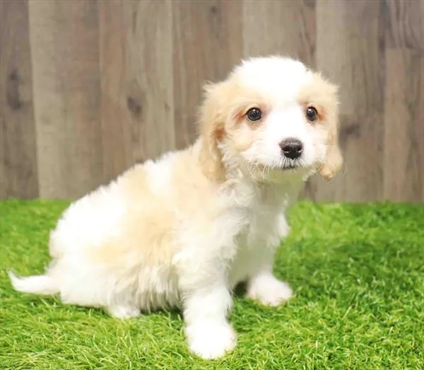 Male Cavachon puppy named Allen for sale at Waggles Charlotte.