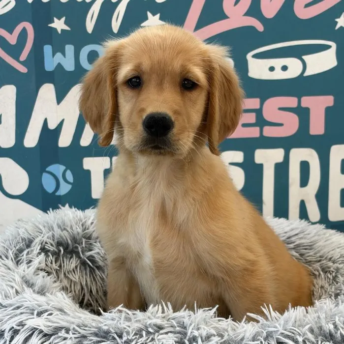 Male Golden Retriever puppy named Oliver for sale at Waggles Charlotte.