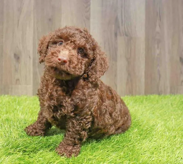 Female Cockapoo puppy named Emily for sale at Waggles Charlotte.