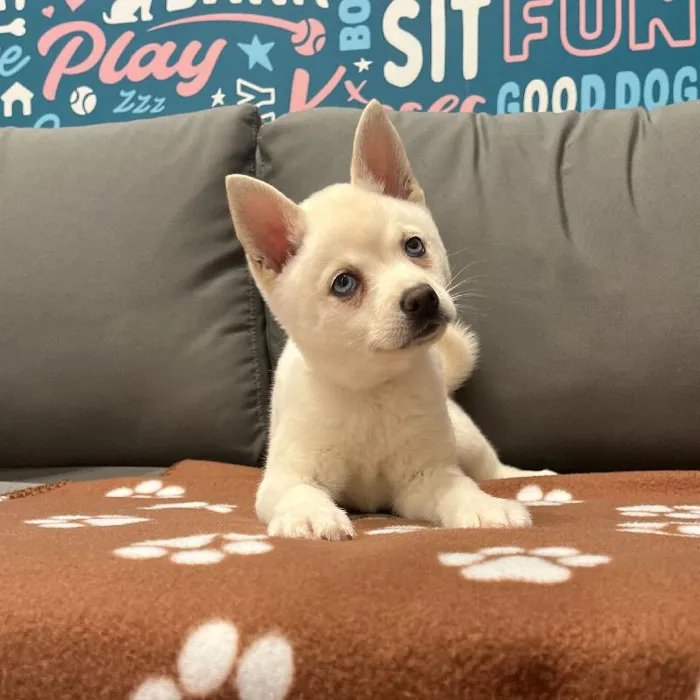Female Alaskan Klee Kai puppy named Aspen for sale at Waggles Charlotte.