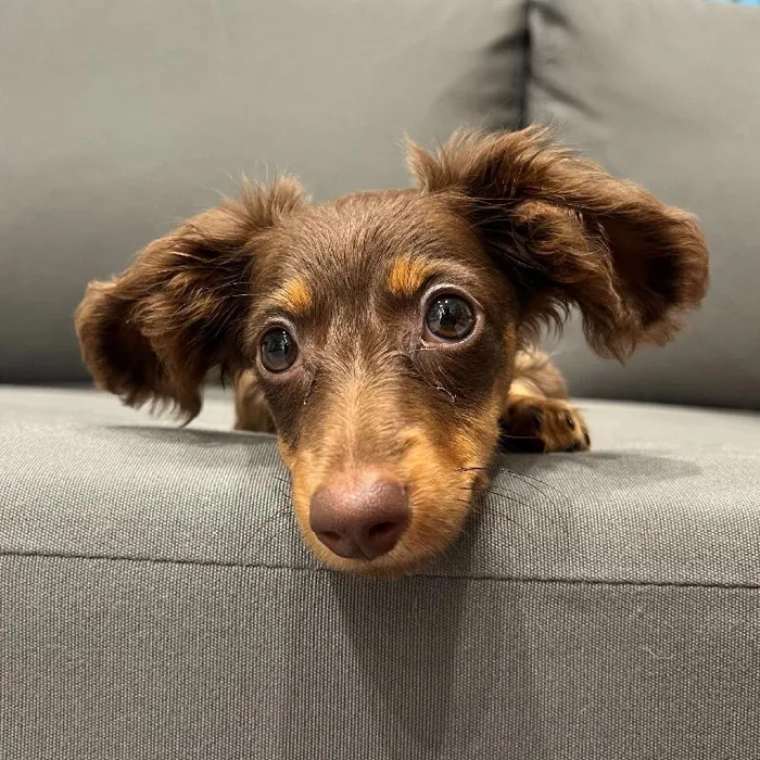 Female Dachshund puppy named Kelsey for sale at Waggles Charlotte.