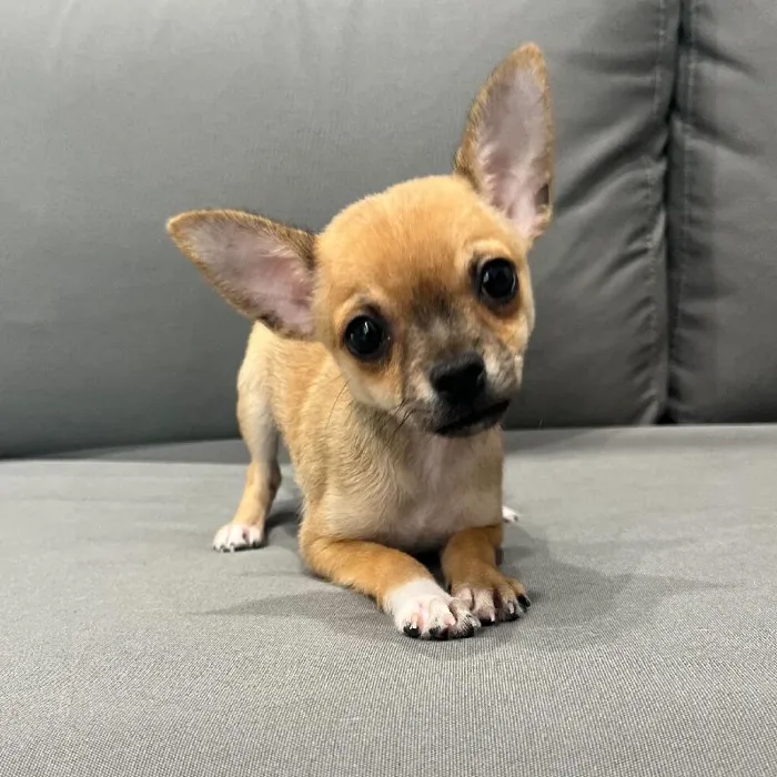 Female Chihuahua puppy named Sonya for sale at Waggles Charlotte.