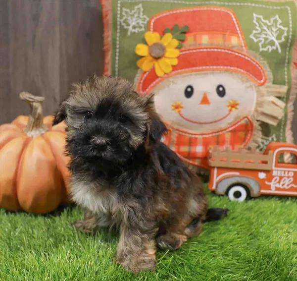 Male Havanese puppy named Bolt for sale at Waggles Charlotte.