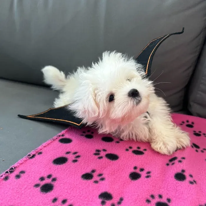 Male Maltese puppy named Nigel for sale at Waggles Charlotte.