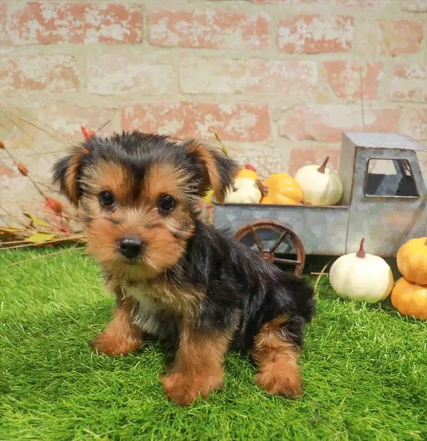 Female Yorkie puppy named Morticia for sale at Waggles Raleigh.