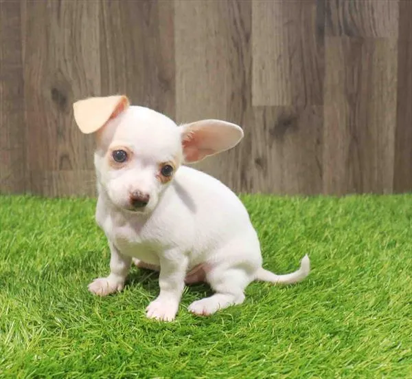 Male Chihuahua puppy named Patrick for sale at Waggles Charlotte.