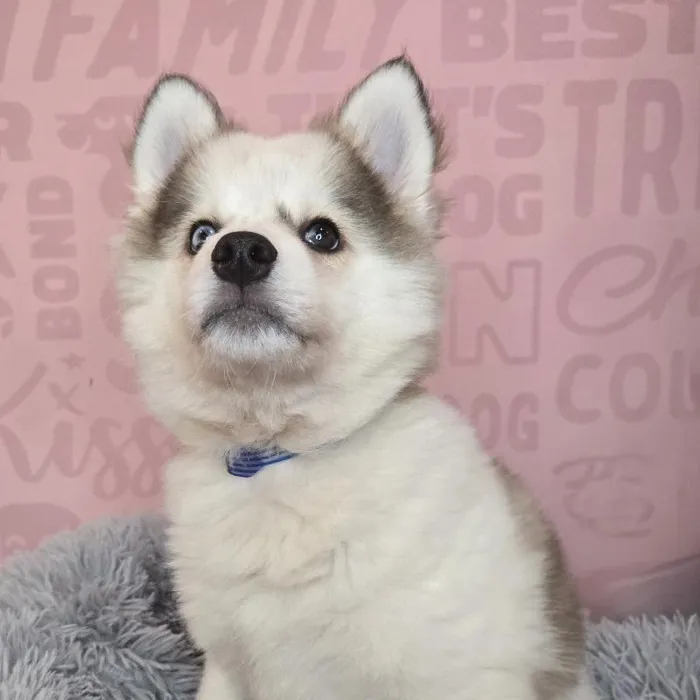 Male Pomsky puppy named Jorah for sale at Waggles Raleigh.