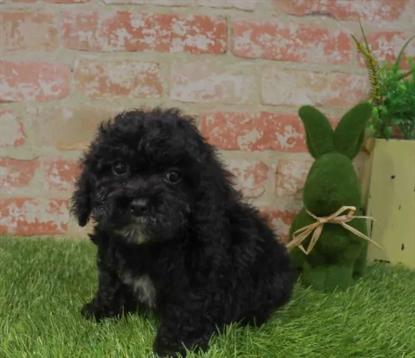 Female Mini Whoodle puppy named Trix for sale at Waggles Greensboro.