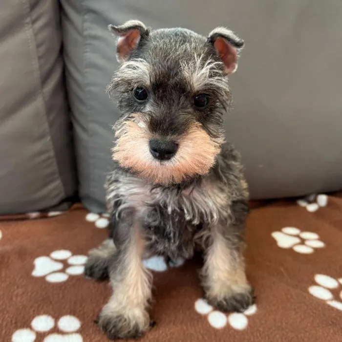 Male Mini Schnauzer puppy named Portland for sale at Waggles Charlotte.