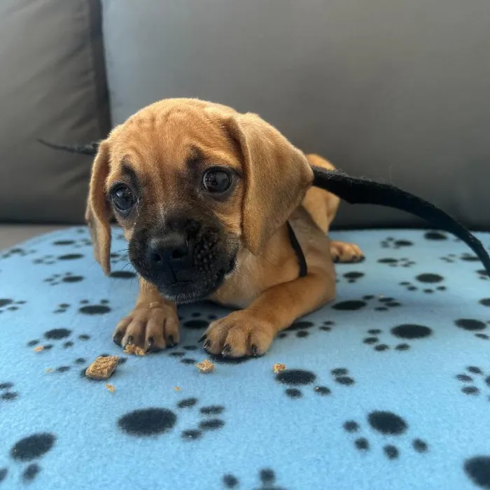 Female Puggle puppy named Frida for sale at Waggles Charlotte.