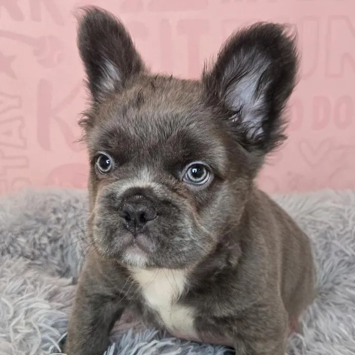 Male Fluffy French Bulldog puppy named Harold for sale at Waggles Raleigh.