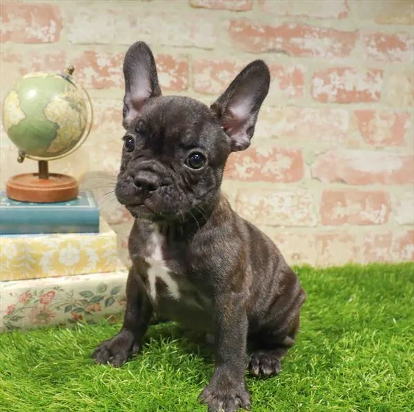Male French Bulldog puppy named Petyr for sale at Waggles Raleigh.