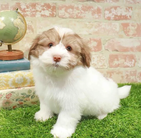 Male Havanese puppy named Bobby for sale at Waggles Raleigh.