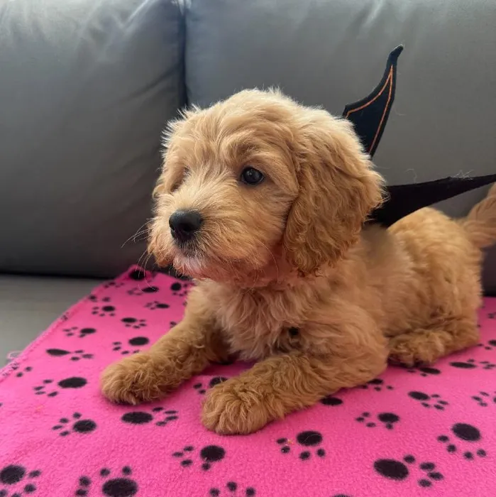 Female Mini Goldendoodle puppy named Becky for sale at Waggles Charlotte.