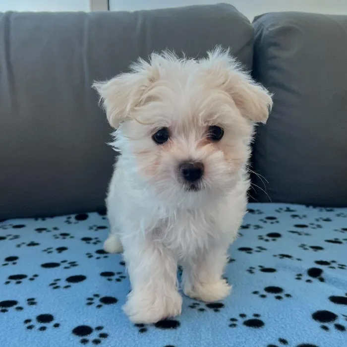 Male Maltese puppy named Pepe for sale at Waggles Charlotte.