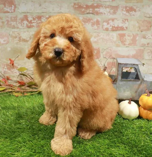Male Mini Poodle puppy named Theodore for sale at Waggles Charlotte.