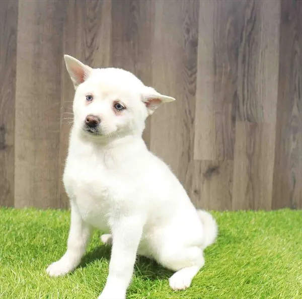 Female Alaskan Klee Kai puppy named Aspen for sale at Waggles Charlotte.