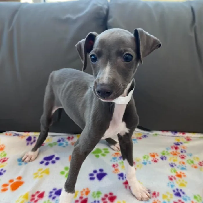 Male Italian Greyhound puppy named Sawyer for sale at Waggles Charlotte.