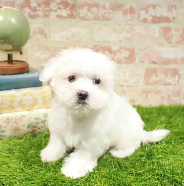 Female Maltese puppy named Ruth for sale at Waggles Charlotte.