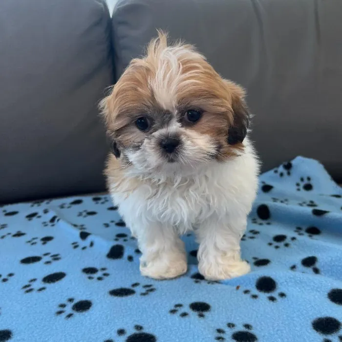 Female Shih Tzu puppy named Lorraine for sale at Waggles Charlotte.