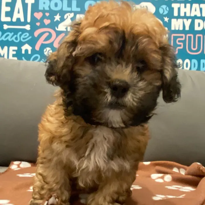 Male Shipoo puppy named Johnnie for sale at Waggles Charlotte.