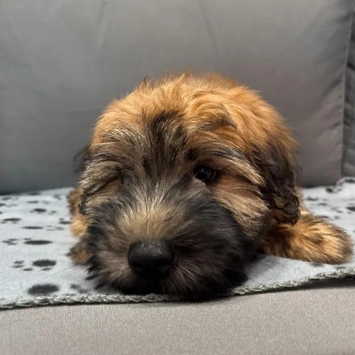 Male Soft Coated Wheaten Terrier puppy named Phillip for sale at Waggles Charlotte.