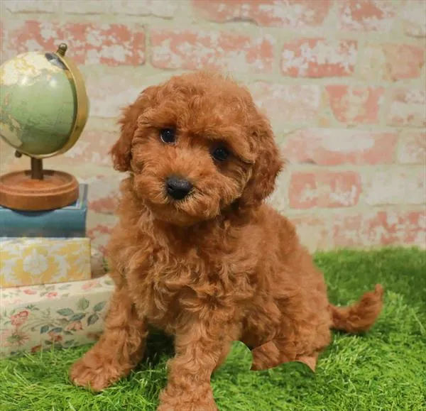 Female Cavapoo puppy named Claire for sale at Waggles Charlotte.